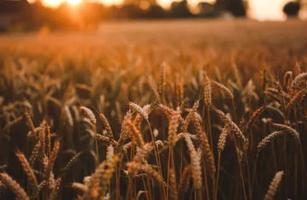 A farm field in sunlight, symbolizing IT and agritech solutions.